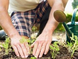 Apa manfaat berkebun untuk meredakan stres