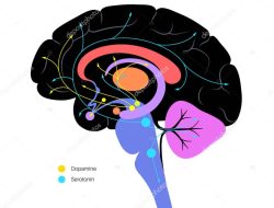 Bagaimana cara meningkatkan hormon dopamine dan serotonin